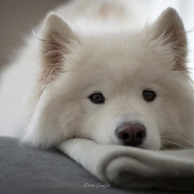 14 Interesting Facts About the Samoyed Page 2 of 3 PetPress