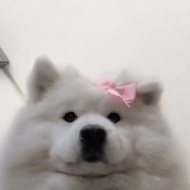 mispronounced samoyed petpress