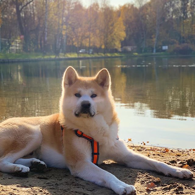 HACHIKO IS THE MOST FAMOUS DOG OF THE BREED PetPress