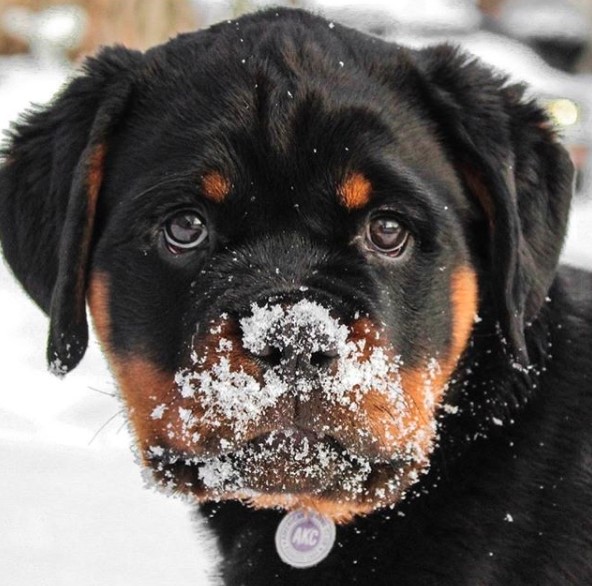 14 Amazing Facts About Rottweilers You Probably Never Knew - Page 3 of ...