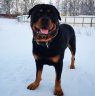 14 Amazing Facts About Rottweilers You Probably Never Knew | PetPress