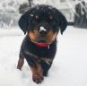 14 Amazing Facts About Rottweilers You Probably Never Knew | PetPress