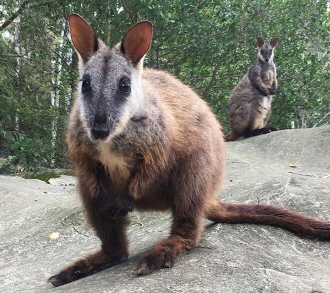 10 Exotic Animals That Are Allowed as Pets in Arizona PetPress