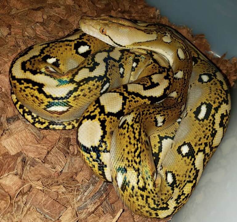 10 Exotic Animals That Are Allowed as Pets in Arizona PetPress