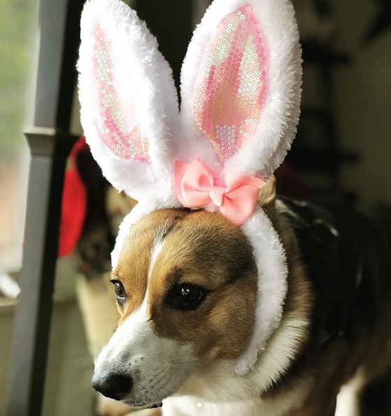 14 Halloween Costume Ideas for PetPress