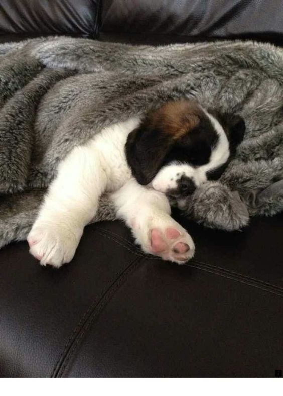 15 Cutest Sleeping Saint Bernards PetPress