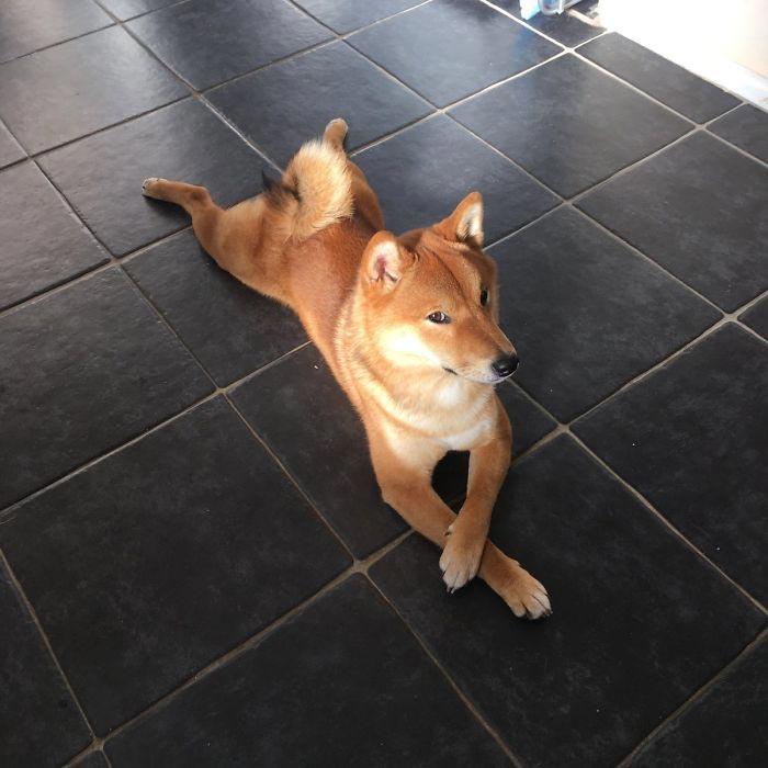 15 Shiba Inu Proving That They Are The Funniest Dogs Ever PetPress