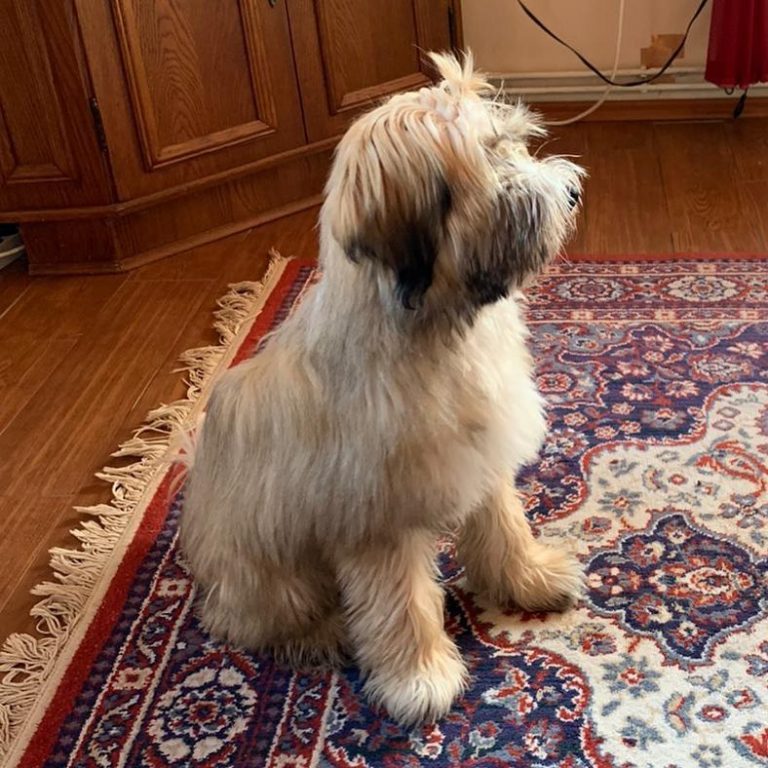 14 Wonderful Facts About Tibetan Terriers PetPress