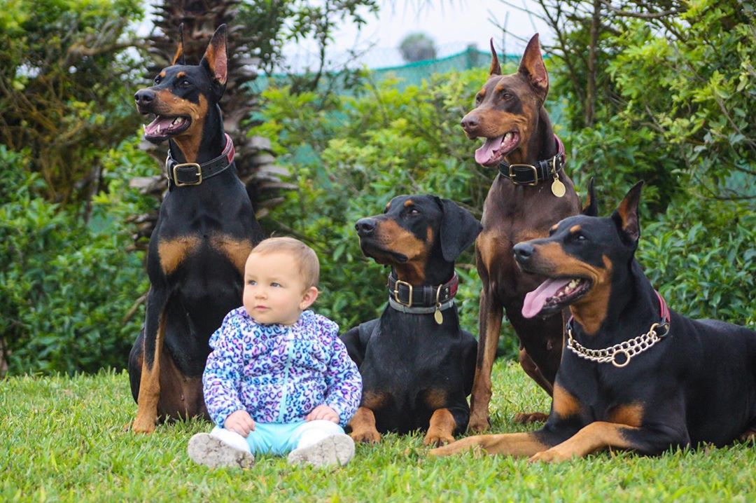 14 Strong Facts About Doberman Pinschers PetPress