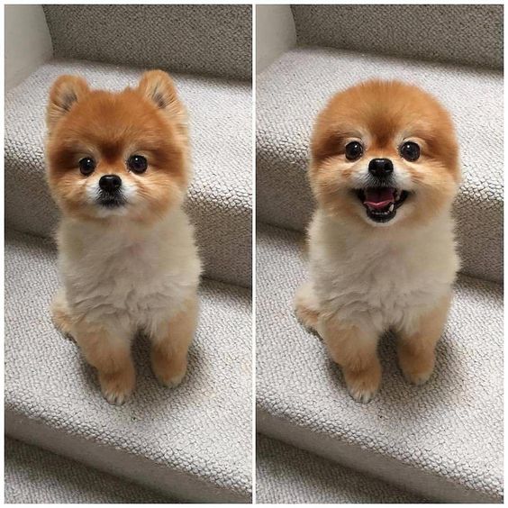 15 Reasons Why Your Pomeranian Stares at You Page 3 of 3 PetPress