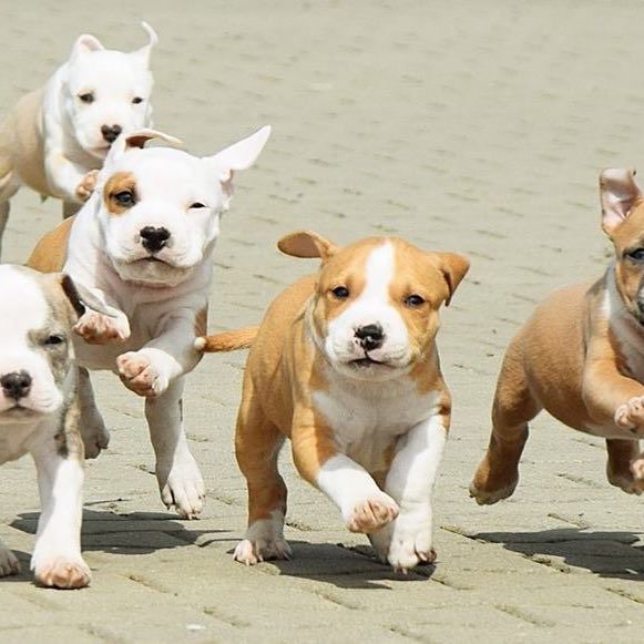 These medium energy dogs are known as confident, goodnatured, and