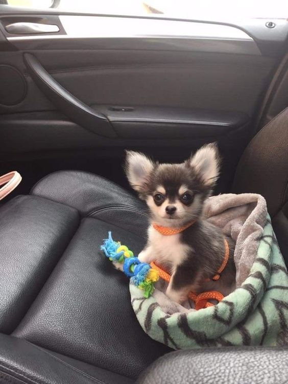 14 Reasons Why Chihuahuas Are The Worst Dogs PetPress