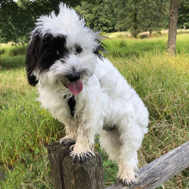 The Coton de Tulear is a small breed of dog that originates from