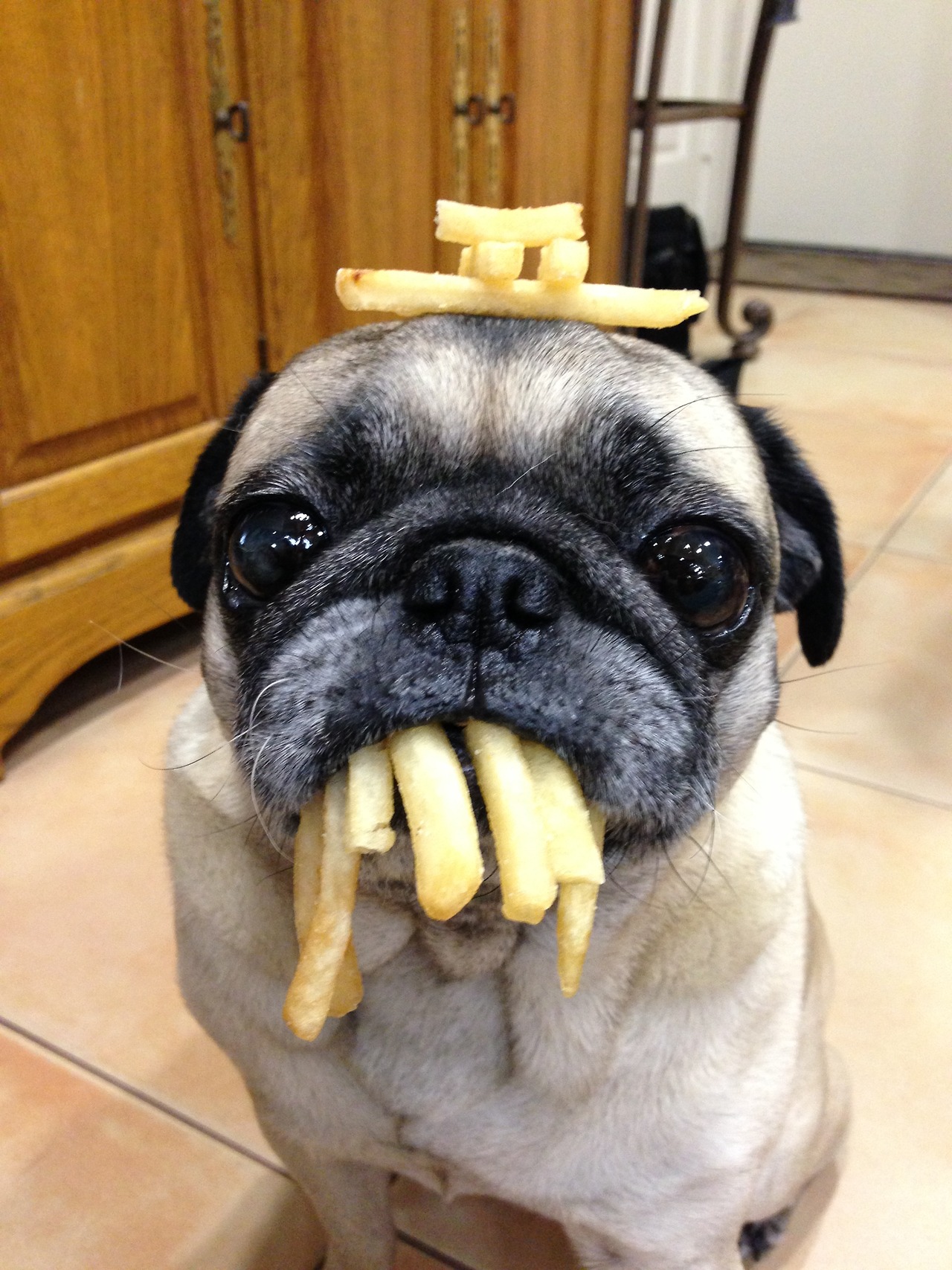 14 Facts To Prove That Pugs Are The Most Terrible Dogs PetPress