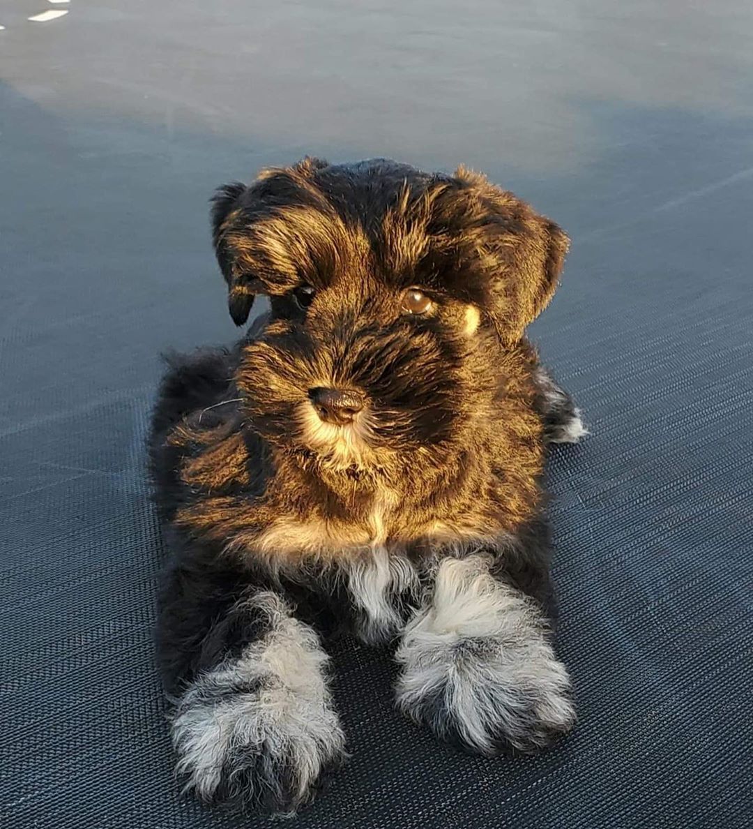 14 Magnificent Facts About Delightful Miniature Schnauzers | PetPress