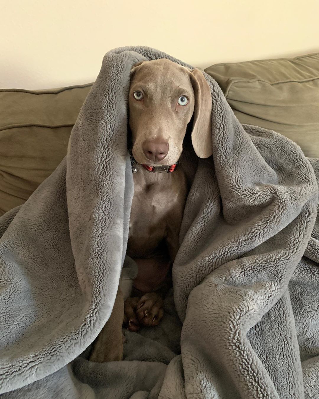 14 Amazing Facts About Weimaraners Page 3 of 4 PetPress