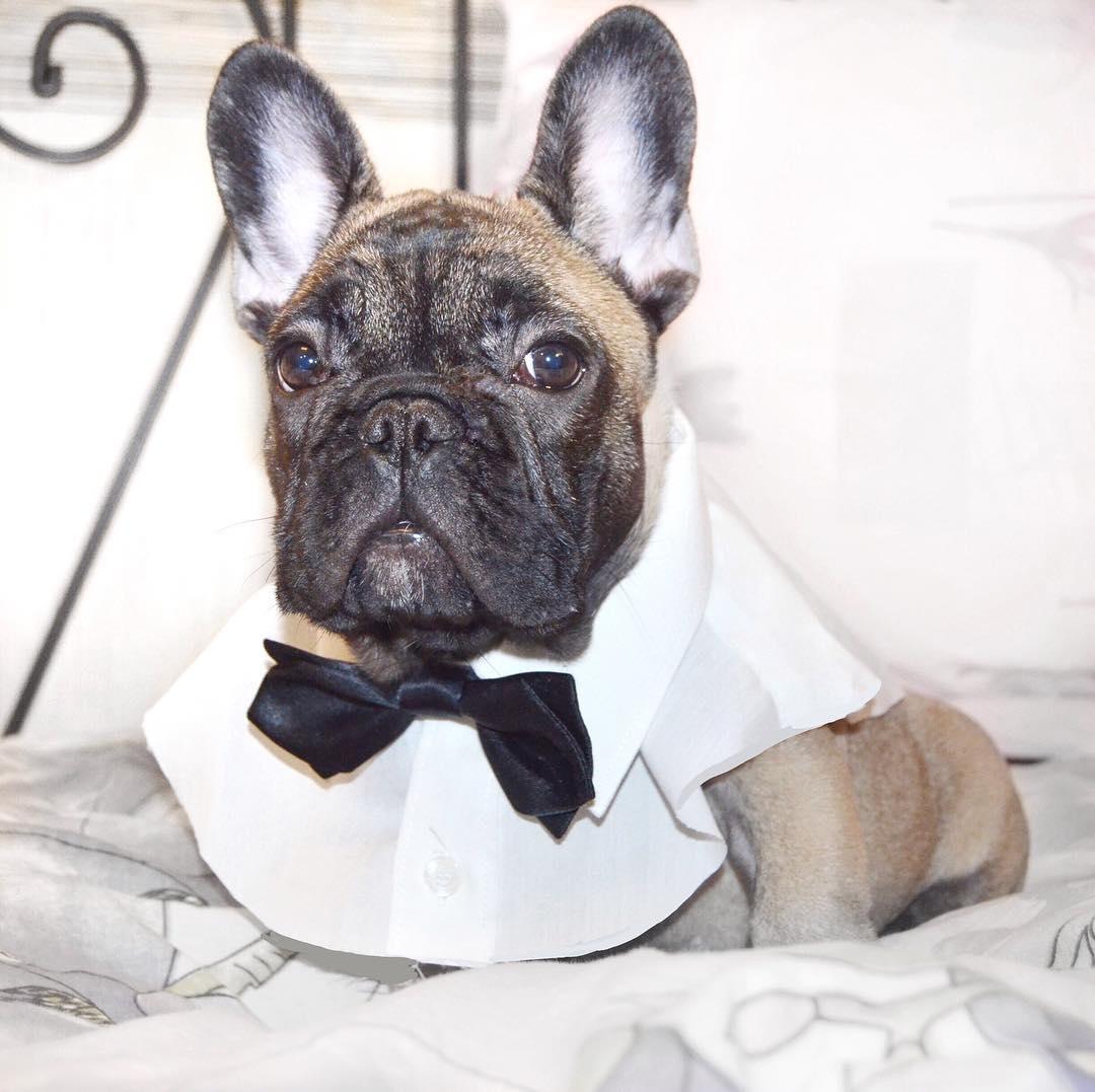 15 Ways Your French Bulldog Shows That He Loves You