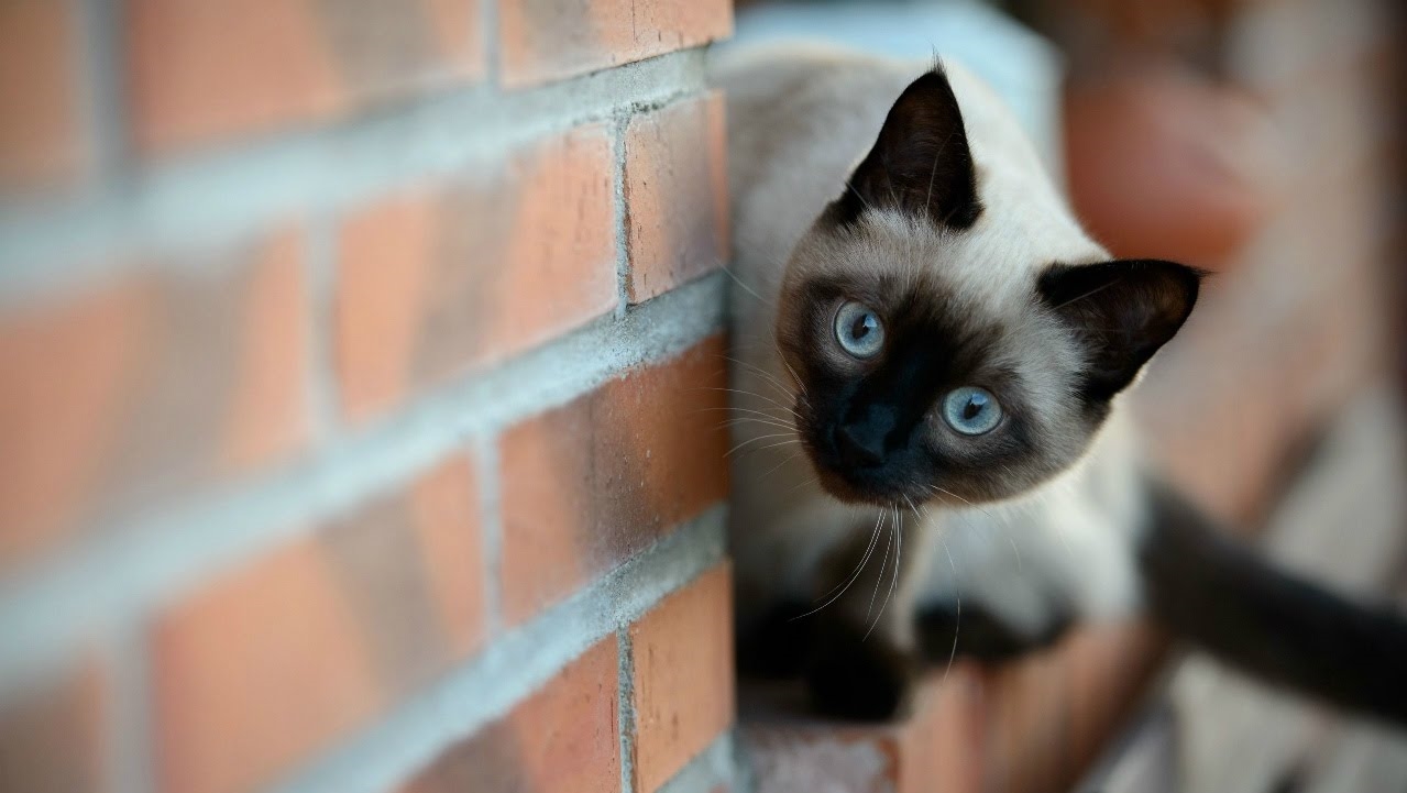 interesting facts about siamese cats