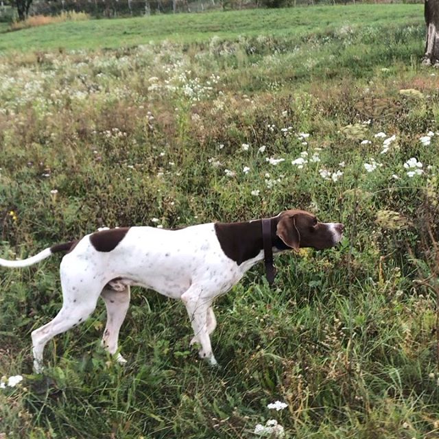14 Fascinating Facts About English Pointers PetPress
