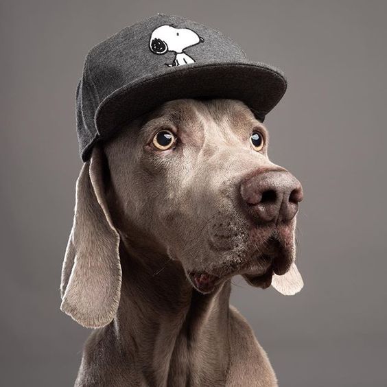 weimaraner hat