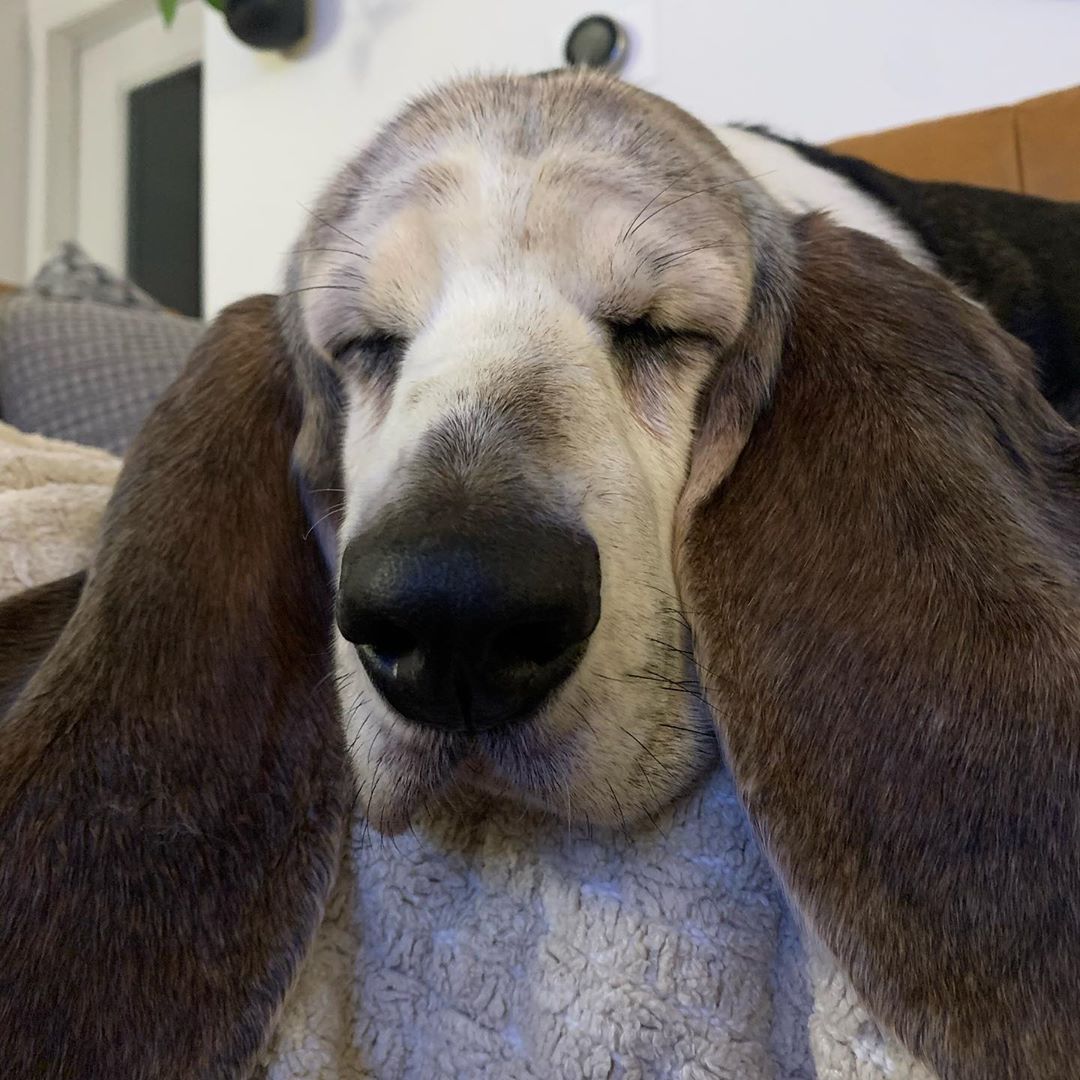 14 Things To Know About Basset Hounds Page 2 of 3 PetPress