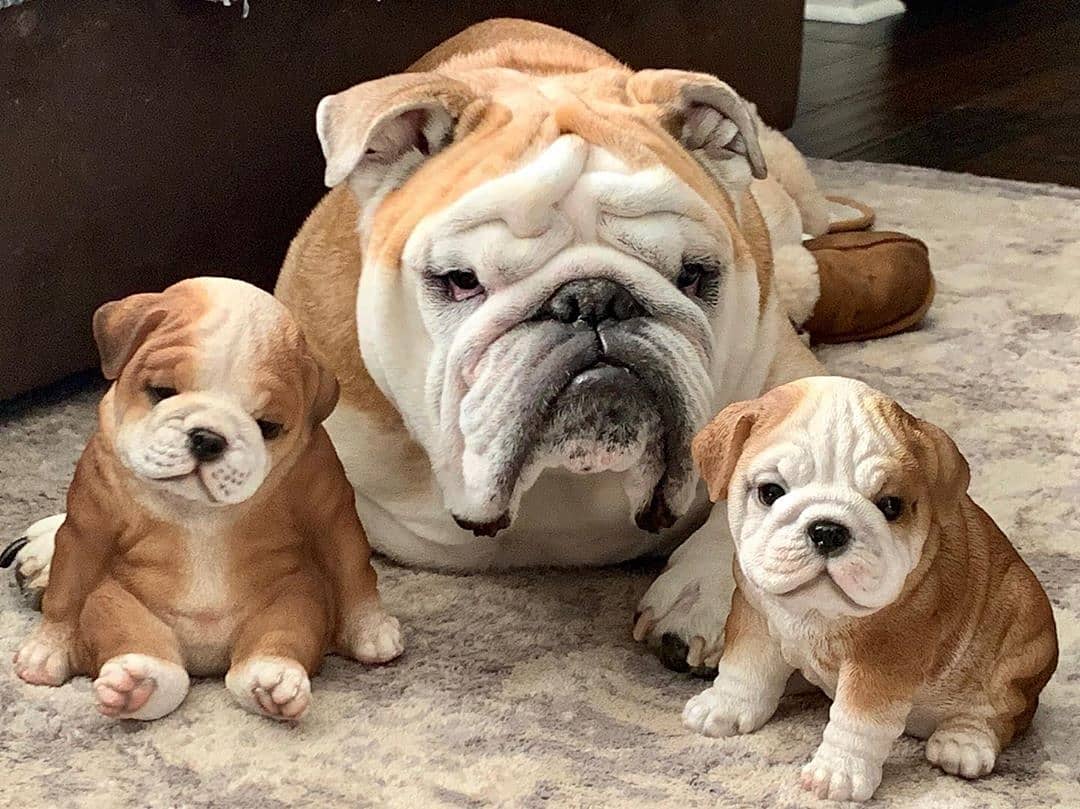 14 Amazing Facts About English Bulldogs PetPress