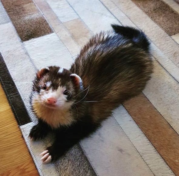 14 Pros and Cons to Consider of Having a Ferret as a Pet PetPress