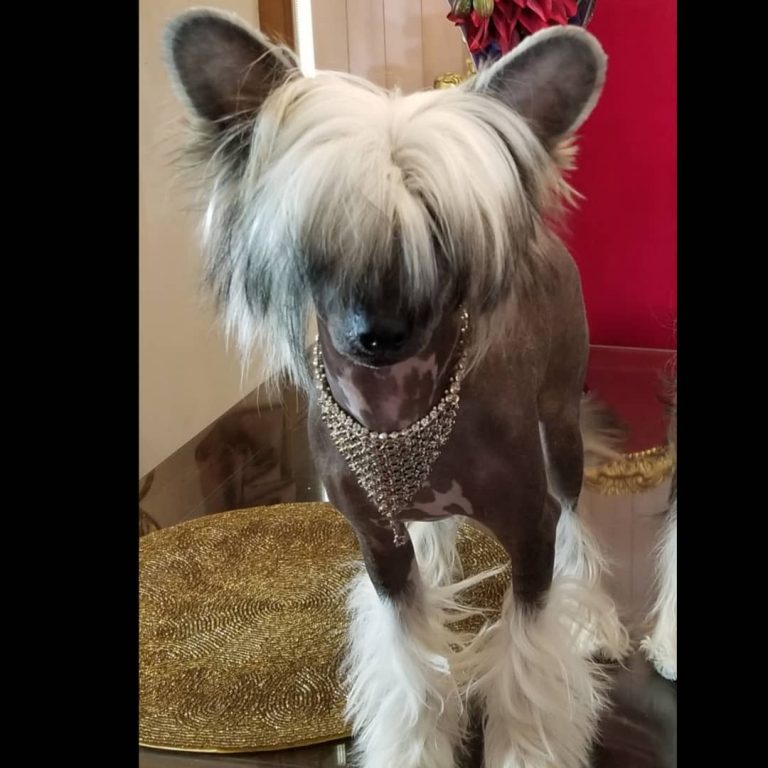 14 TopNotch Facts About Chinese Crested Dogs PetPress