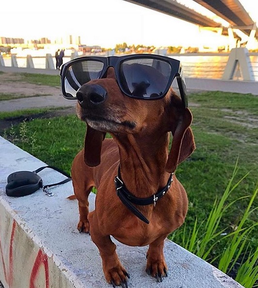 15 Funny Pictures Showing the True Temperament of Dachshunds Page 3