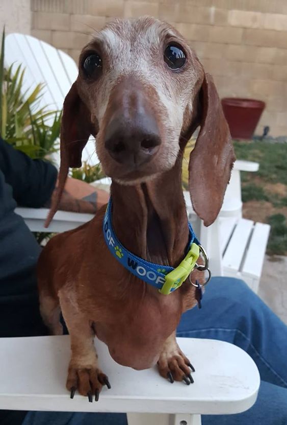 16 Reasons Why Dachshunds Are the Absolute Best Dogs Page 3 of 3 PetPress