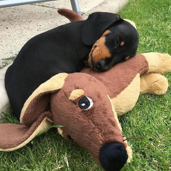 16 Reasons Why Dachshunds Are the Absolute Best Dogs Page 2 of 3 PetPress