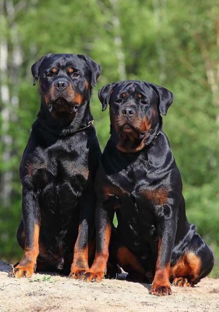 teddy rottweiler