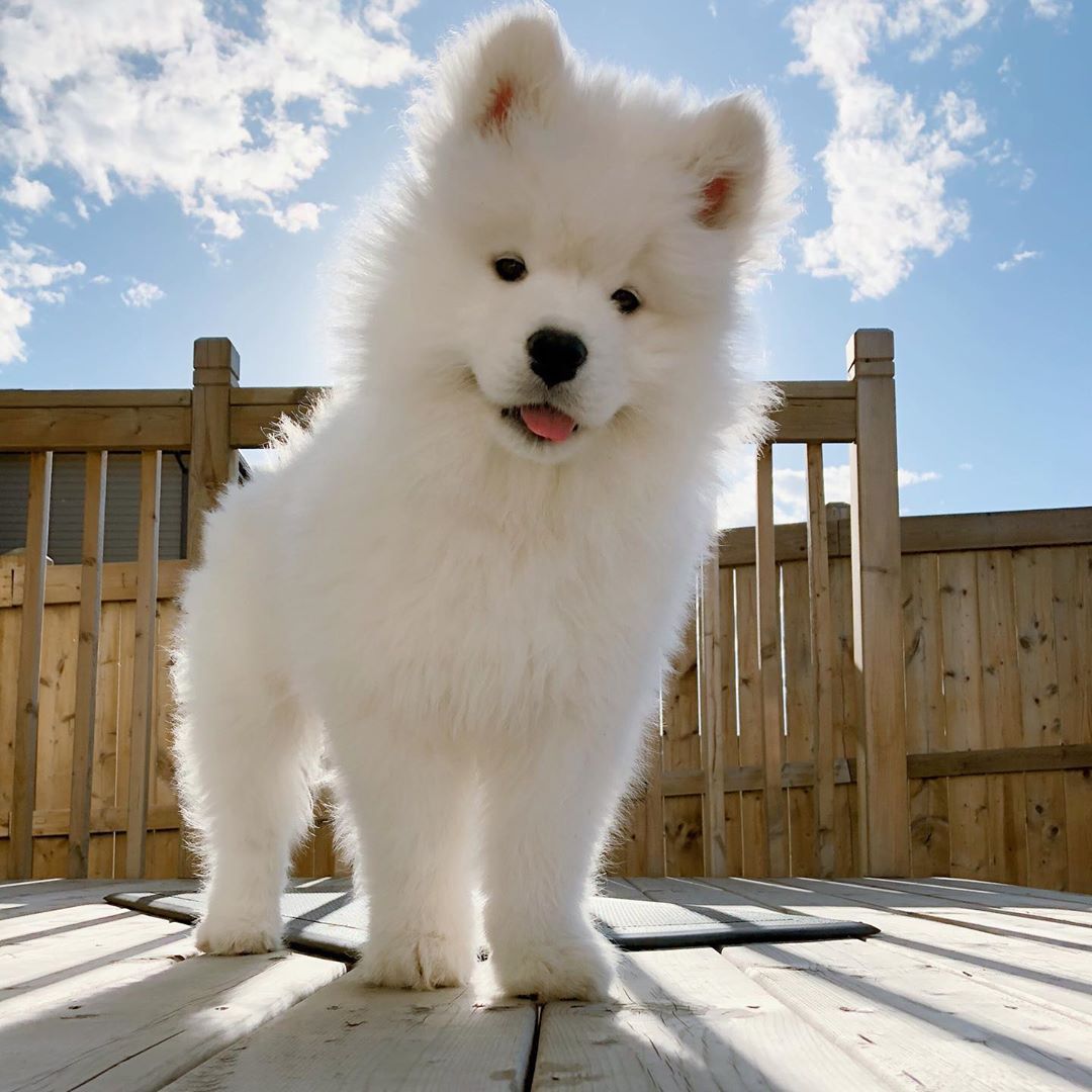 oldest samoyed