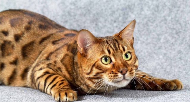 14 Unexpected Facts About Bengal Cats - PetPress