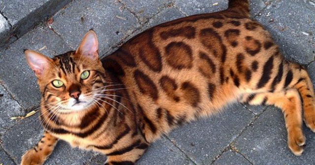 14 Unexpected Facts About Bengal Cats - PetPress