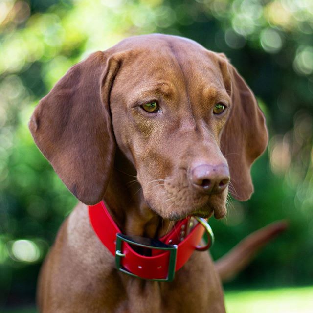 14 Elegant Facts About Vizslas Page 2 of 3 PetPress