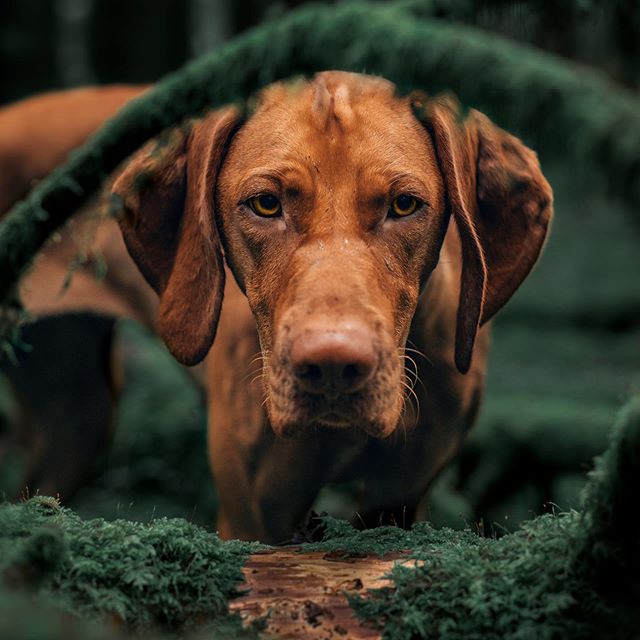 14 Elegant Facts About Vizslas PetPress