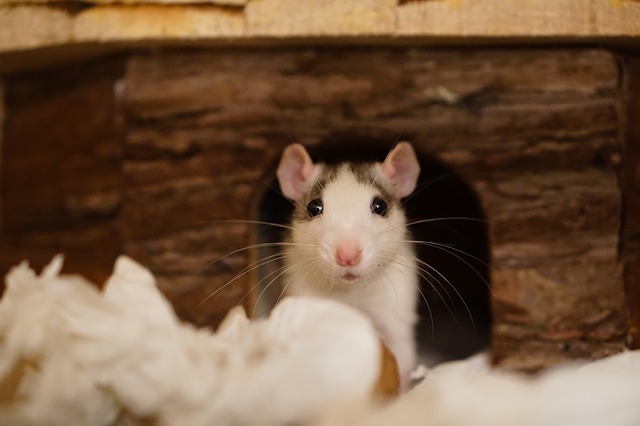 baby-girl-rat