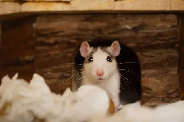 Top 550 Best Names For Pet Rats The Ultimate Rat Name List Petpress