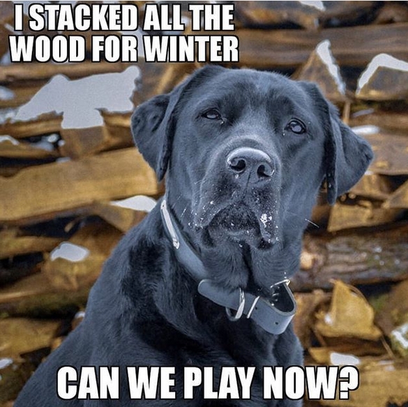 The14 Funniest Labrador Retriever Memes of the Week! Page 2 of 3