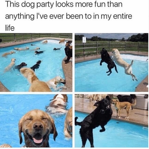 The14 Funniest Labrador Retriever Memes of the Week! PetPress