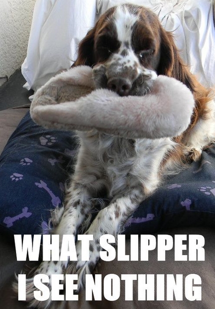 funny springer spaniel pictures