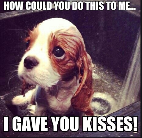 funny king charles cavalier pictures