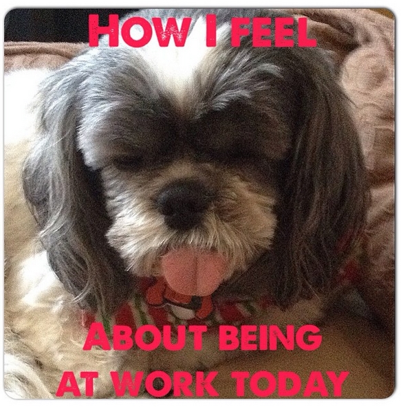 The 14 Funniest Shih Tzu Memes That Will Make You Laugh! Page 2 of 3