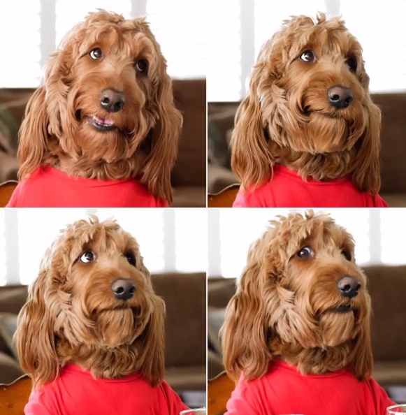 14 Funny Dog Memes That You Must Send to Your Friends Who Own Goldendoodles! PetPress