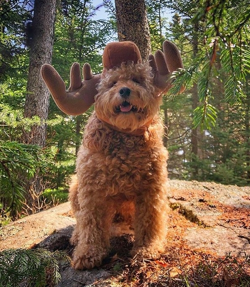 The 14 Funniest Goldendoodle Memes of the Week! PetPress