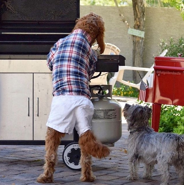 The 14 Funniest Goldendoodle Memes of the Week! PetPress