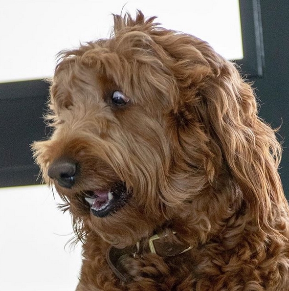 The 14 Funniest Memes That You Must Show to Your Friends Who Own