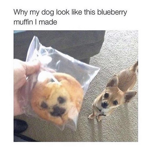 The 14 Funniest Chihuahua Memes Of The Week Page 3 Of 3 Petpress