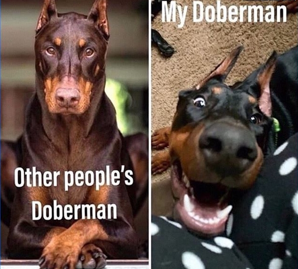 doberman funny pictures